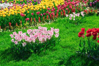 Lale çiçek alan, güzel yeşil çim çimen çiçek Bahçe bahar. Arka ışık sıcak güneş ışığında. Bahar kavramı.