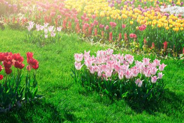 Lale çiçek alan, güzel yeşil çim çimen çiçek Bahçe bahar. Arka ışık sıcak güneş ışığında. Bahar kavramı.