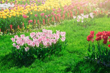 Lale çiçek alan, güzel spr yeşil çim çimen çiçek