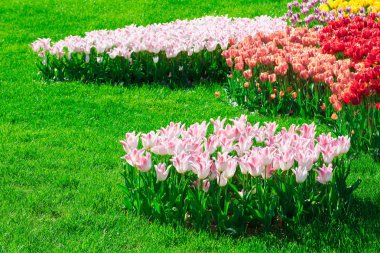 Lale çiçek alan, güzel yeşil çim çimen çiçek Bahçe bahar. Arka ışık sıcak güneş ışığında. Bahar kavramı.