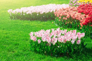 Lale çiçek alan, güzel spr yeşil çim çimen çiçek