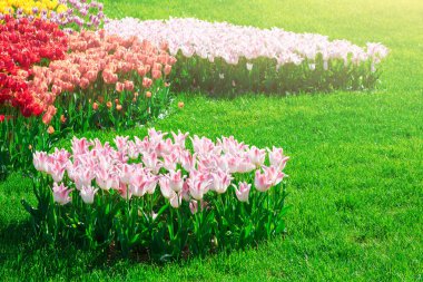 Lale çiçek alan, güzel yeşil çim çimen çiçek Bahçe bahar. Arka ışık sıcak güneş ışığında. Bahar kavramı.