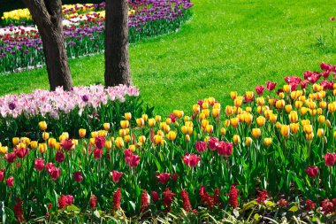 Lale çiçek alan, güzel yeşil çim çimen çiçek Bahçe bahar. Arka ışık sıcak güneş ışığında. Bahar kavramı.