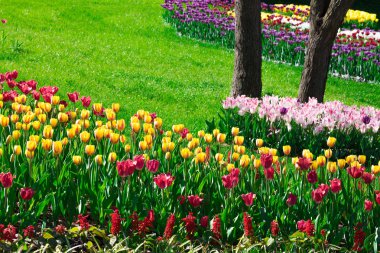 Lale çiçek alan, güzel yeşil çim çimen çiçek Bahçe bahar. Arka ışık sıcak güneş ışığında. Bahar kavramı.