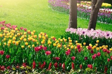 Lale çiçek alan, güzel spr yeşil çim çimen çiçek