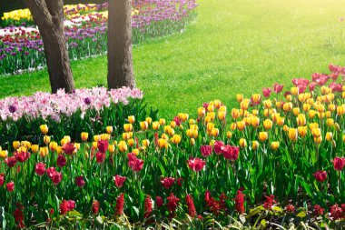 Lale çiçek alan, güzel spr yeşil çim çimen çiçek