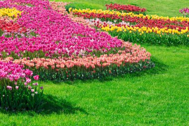 Lale çiçek alan, güzel yeşil çim çimen çiçek Bahçe bahar. Arka ışık sıcak güneş ışığında. Bahar kavramı.