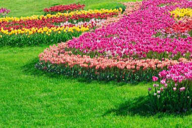 Lale çiçek alan, güzel yeşil çim çimen çiçek Bahçe bahar. Arka ışık sıcak güneş ışığında. Bahar kavramı.