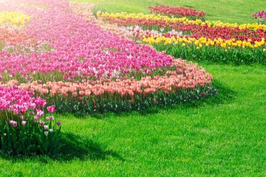 Lale çiçek alan, güzel yeşil çim çimen çiçek Bahçe bahar. Arka ışık sıcak güneş ışığında. Bahar kavramı.