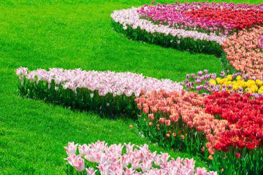 Lale çiçek alan, güzel yeşil çim çimen çiçek Bahçe bahar. Arka ışık sıcak güneş ışığında. Bahar kavramı.