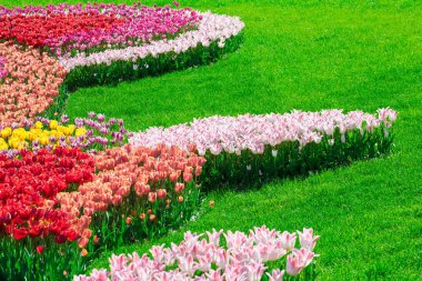 Lale çiçek alan, güzel yeşil çim çimen çiçek Bahçe bahar. Arka ışık sıcak güneş ışığında. Bahar kavramı.