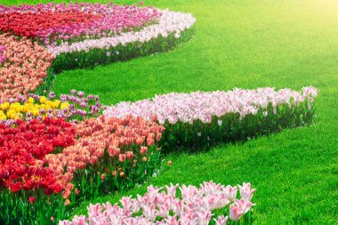 Lale çiçek alan, güzel spr yeşil çim çimen çiçek