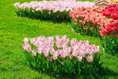 Lale çiçek alan, güzel yeşil çim çimen çiçek Bahçe bahar. Arka ışık sıcak güneş ışığında. Bahar kavramı.