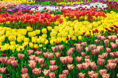 Lale çiçek alan, güzel yeşil çim çimen çiçek Bahçe bahar. Arka ışık sıcak güneş ışığında. Bahar kavramı.