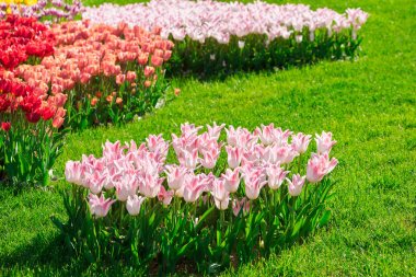 Lale çiçek alan, güzel yeşil çim çimen çiçek Bahçe bahar. Arka ışık sıcak güneş ışığında. Bahar kavramı.