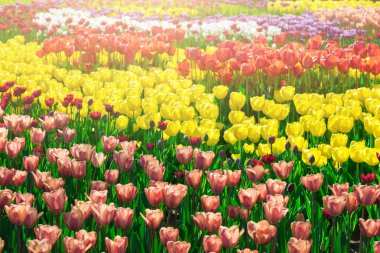 Lale çiçek alan, güzel spr yeşil çim çimen çiçek