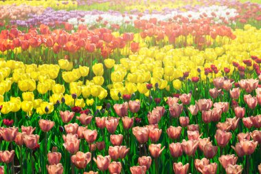 Lale çiçek alan, güzel spr yeşil çim çimen çiçek