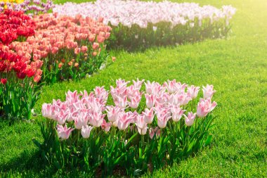 Lale çiçek alan, güzel spr yeşil çim çimen çiçek