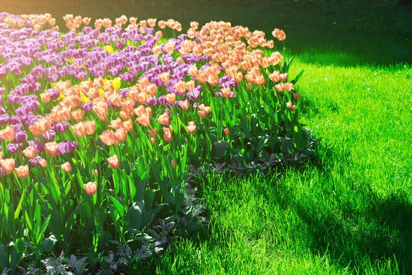 Lale çiçek alan, güzel spr yeşil çim çimen çiçek