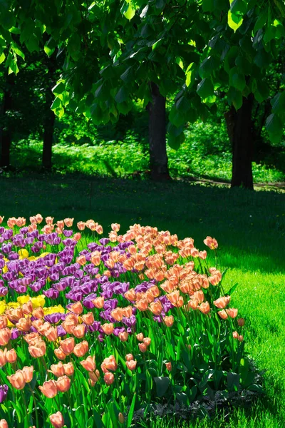 Tulips blooming flowers field, green grass lawn in beautiful spring garden. In the backlight warm sunbeam light. Springtime concept. — Stock Photo, Image