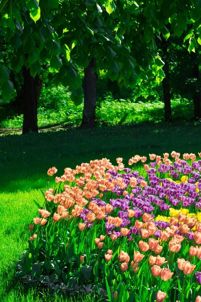 Lale çiçek alan, güzel yeşil çim çimen çiçek Bahçe bahar. Arka ışık sıcak güneş ışığında. Bahar kavramı.