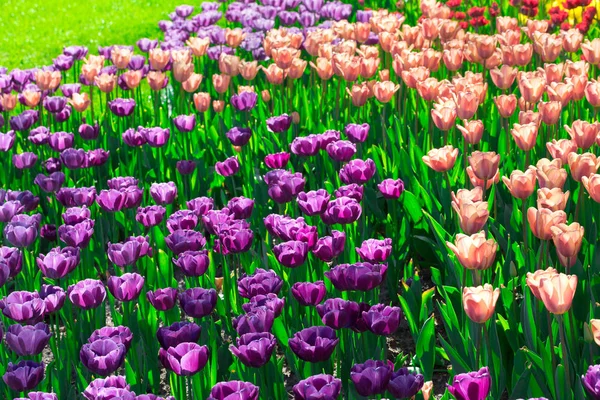 Lale çiçek alan, güzel yeşil çim çimen çiçek Bahçe bahar. Arka ışık sıcak güneş ışığında. Bahar kavramı.