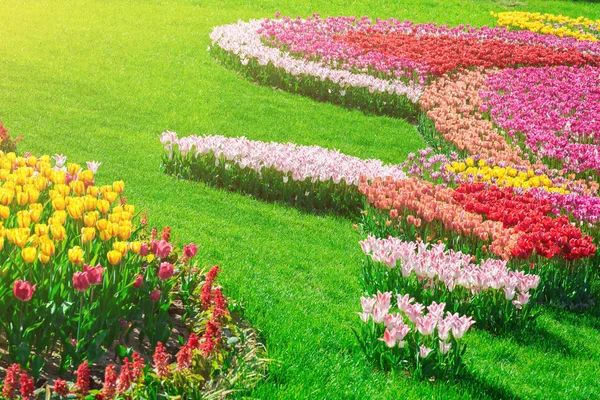 Lale çiçek alan, güzel yeşil çim çimen çiçek Bahçe bahar. Arka ışık sıcak güneş ışığında. Bahar kavramı.