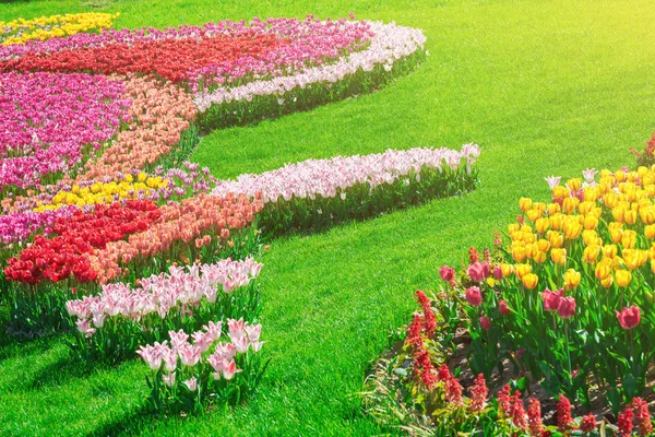 Lale çiçek alan, güzel yeşil çim çimen çiçek Bahçe bahar. Arka ışık sıcak güneş ışığında. Bahar kavramı.