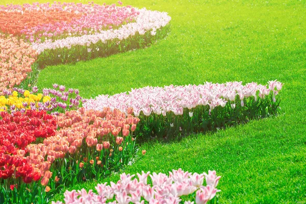 Lale çiçek alan, güzel yeşil çim çimen çiçek Bahçe bahar. Arka ışık sıcak güneş ışığında. Bahar kavramı.