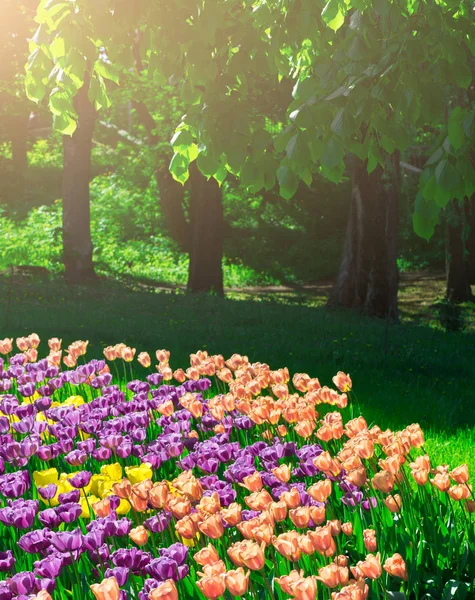 Lale çiçek alan, güzel yeşil çim çimen çiçek Bahçe bahar. Arka ışık sıcak güneş ışığında. Bahar kavramı.