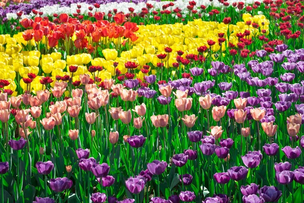 Lale çiçek alan, güzel yeşil çim çimen çiçek Bahçe bahar. Arka ışık sıcak güneş ışığında. Bahar kavramı.