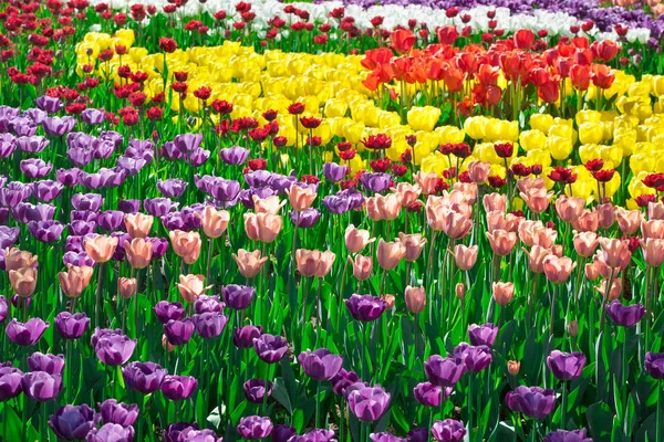 Lale çiçek alan, güzel yeşil çim çimen çiçek Bahçe bahar. Arka ışık sıcak güneş ışığında. Bahar kavramı.