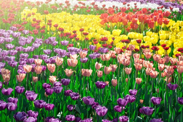 Lale çiçek alan, güzel spr yeşil çim çimen çiçek