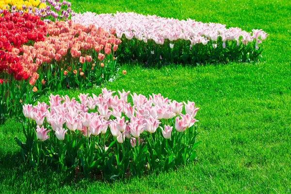 Lale çiçek alan, güzel yeşil çim çimen çiçek Bahçe bahar. Arka ışık sıcak güneş ışığında. Bahar kavramı.