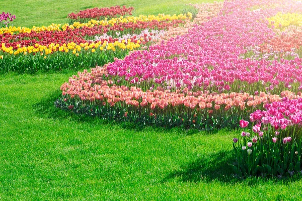 Lale çiçek alan, güzel spr yeşil çim çimen çiçek — Stok fotoğraf