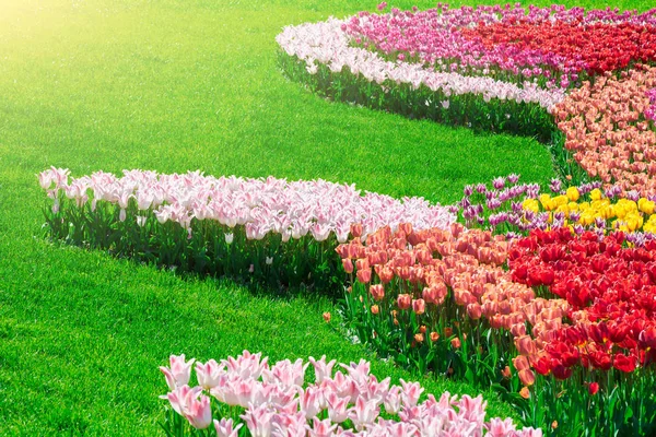 Lale çiçek alan, güzel spr yeşil çim çimen çiçek