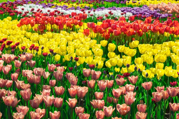 Les tulipes fleurissent champ de fleurs, pelouse d'herbe verte dans le beau jardin de printemps. Dans le rétro-éclairage lumière du soleil chaud. Concept printanier . — Photo