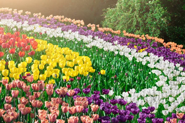 Цветущие цветы тюльпаны поле, зеленая трава газон в красивом весеннем саду. В подсветке тепло и светло. Концепция Springtime . — стоковое фото