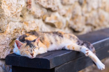 Kürsüde uyuma sokak kırmızı kedi