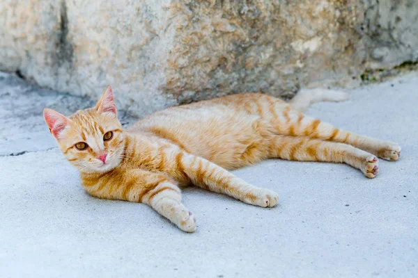 Street red cat rests — Stock Photo, Image