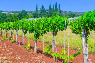 Geleneksel Akdeniz bağlar. Satır Vines çiftlikte. 