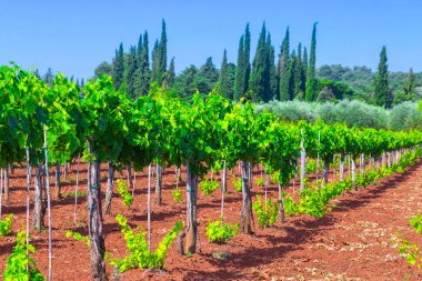 Geleneksel Akdeniz bağlar. Satır Vines çiftlikte. 