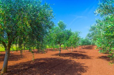 Akdeniz yaz manzara. Zeytin ağacı ekimi. Gelenek