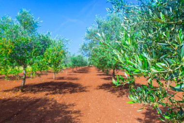Akdeniz yaz manzara. Zeytin ağacı ekimi. Gelenek