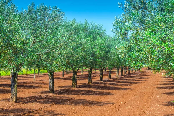 Mediterrane Sommerlandschaft. Olivenbaumplantage. Tradition — Stockfoto