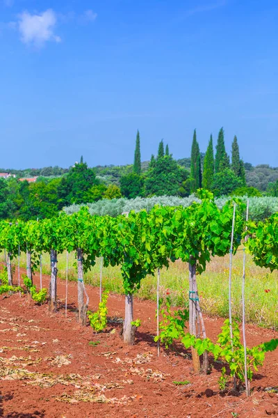 Geleneksel Akdeniz bağlar. Satır Vines çiftlikte. — Stok fotoğraf