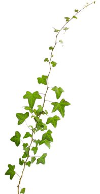 Beyaz arkaplanda yeşil yapraklı sarmaşık filizi