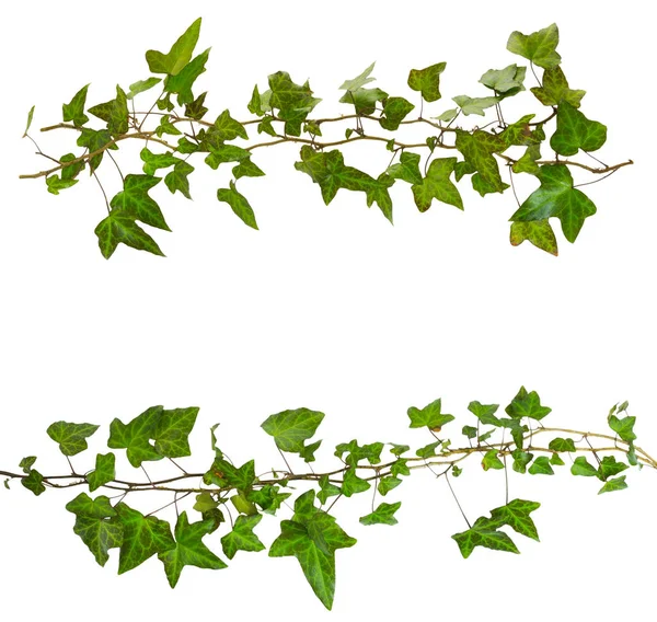 Beyaz arkaplanda yeşil yapraklı sarmaşık filizi — Stok fotoğraf