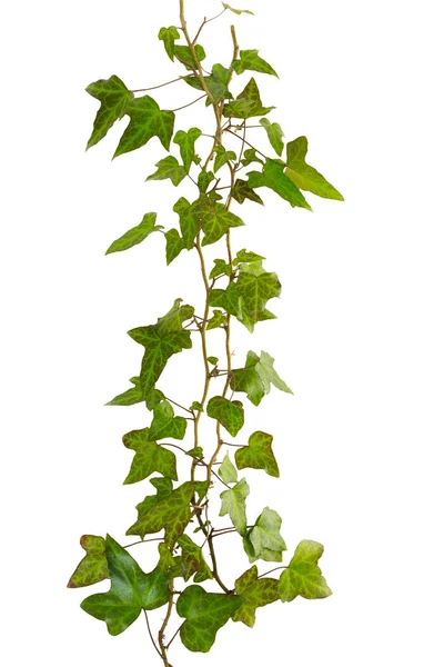 Sprig of ivy with green leaves isolated on a white background — Stock Photo, Image