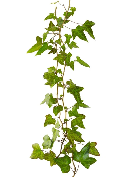 Branche de lierre aux feuilles vertes isolées sur fond blanc — Photo